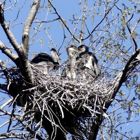 La Héronnière de Crots