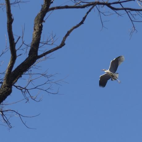 La Héronnière de Crots