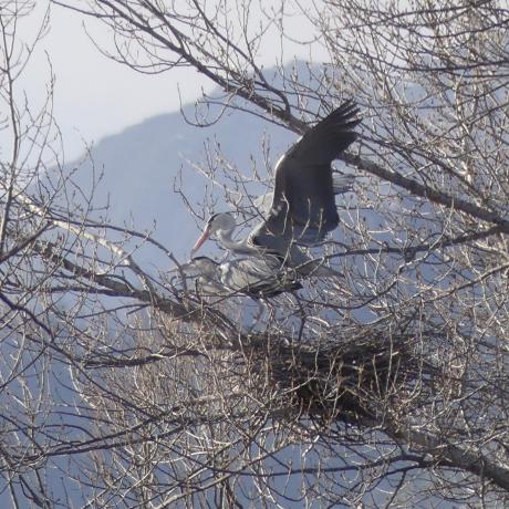 La Héronnière de Crots
