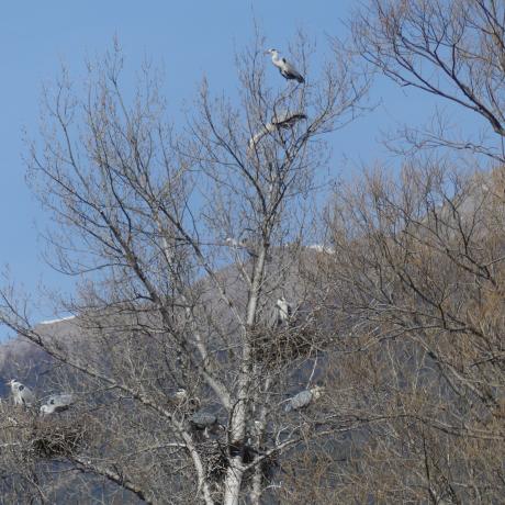 La Héronnière de Crots