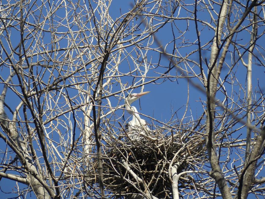 Une héronnière à Crots